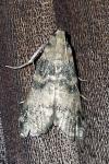 Euzophera pinguis