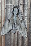 Hyloicus pinastri