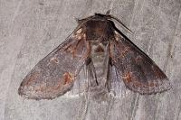 Notodonta dromedarius