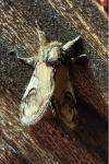 Notodonta ziczac
