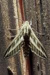 Hyles livornica