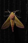 Deilephila elpenor
