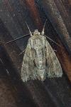 Apamea monoglypha