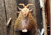 Odonestis pruni