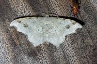 Macaria alternata