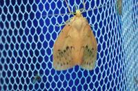 Miltochrista miniata