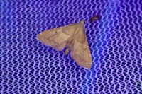 Endotricha flammealis