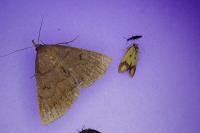 Zanclognatha lunalis