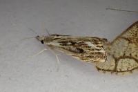 Catoptria verellus