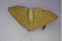Cyclophora ruficiliaria