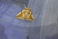 Habrosyne pyritoides