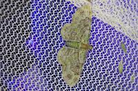 Pasiphila rectangulata