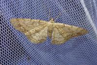 Hypomecis punctinalis