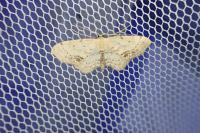 Idaea dimidiata