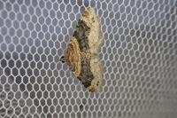 Xanthorhoe ferrugata