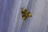 Craniophora ligustri