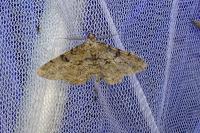 Peribatodes rhomboidaria