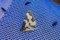 Lomaspilis marginata