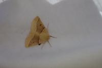 Crocallis elinguaria