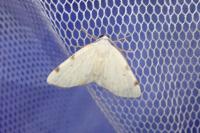 Lomographa bimaculata