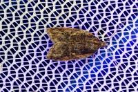 Acleris umbrana