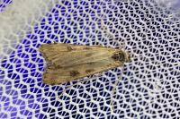 Nomophila noctuella