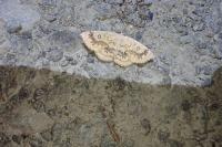 Cyclophora annularia