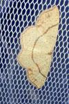 Cyclophora punctaria