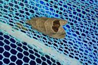 Notocelia uddmanniana