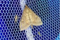 Ostrinia nubilalis/scapulalis