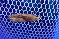 Eucosma gr. hohenwartiana