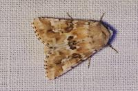 Eremobia ochroleuca