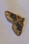 Xanthorhoe ferrugata
