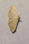 Patania ruralis