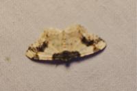 Ligdia adustata