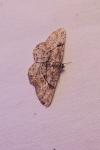 Peribatodes rhomboidaria