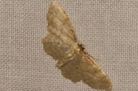 Idaea fuscovenosa