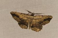Menophra abruptaria