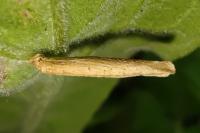 Coleophora follicularis