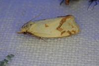 Agapeta hamana
