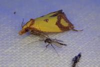 Agapeta zoegana