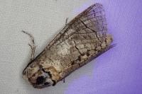 Cossus cossus