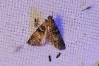Euzophera pinguis