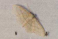 Idaea aversata