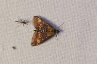 Pyrausta aurata