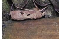 Agrotis exclamationis