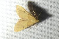 Endotricha flammealis