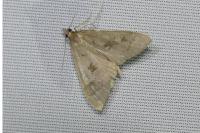 Mecyna asinalis