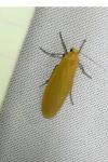 Wittia sororcula