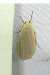 Collita griseola